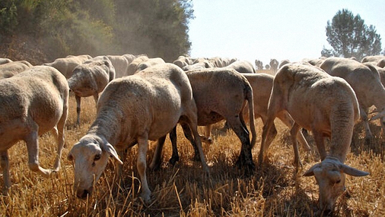 Castilla La Mancha apuesta por la ganadería