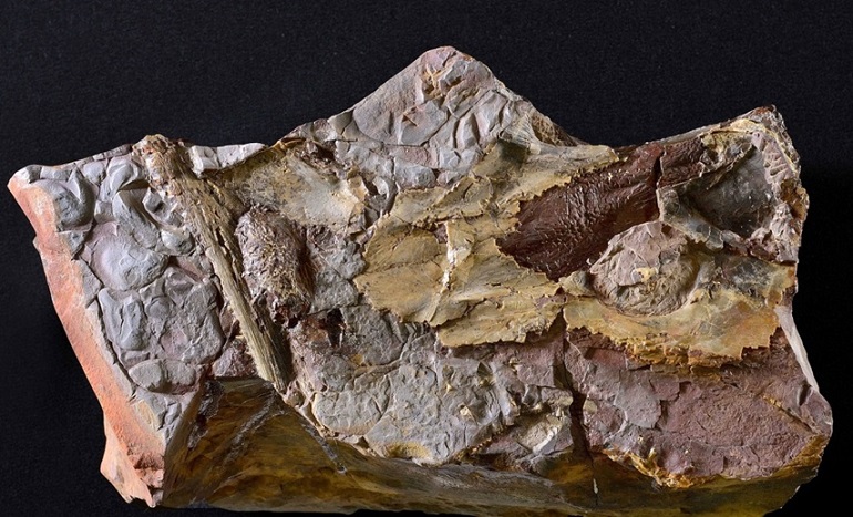 Aparecen restos fósiles de especies de tiburones de más de 300 millones de años en una cantera y dos minas de Puertollano
