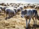 La supervivencia de la ganadería española pende de un hilo ASAJA exige un cambio de estatus para el lobo