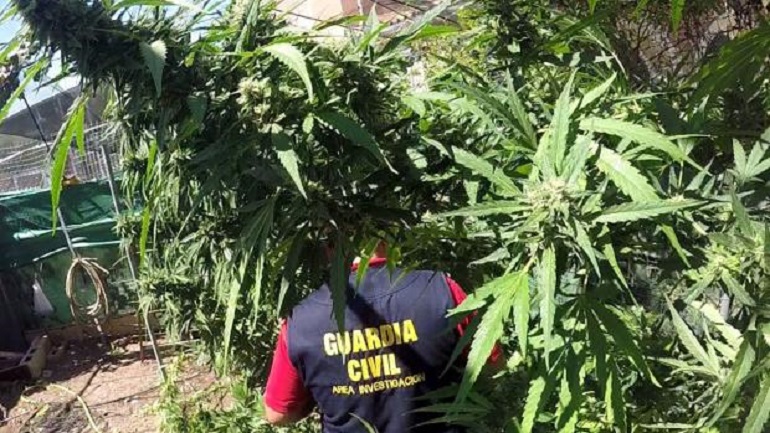 La Guardia Civil incauta 7.300 plantas de marihuana en Ciudad Real y Córdoba