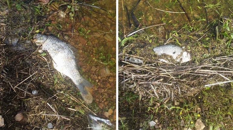 Ciudad Real Aparecen muertos varias decenas de peces en el pantano de El Vicario