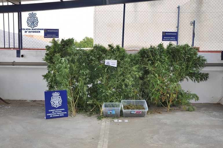 Desmantelada por la Policia Nacional una plantación ilegal de marihuana en la Poblachuela