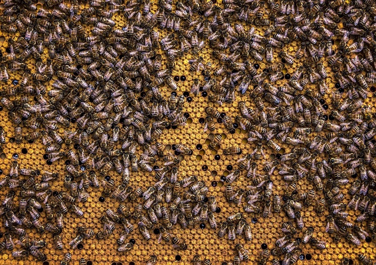 El Gobierno de Castilla-La Mancha abona más de 355.000 euros a cincuenta apicultores de Ciudad Real para la mejora de la biodiversidad