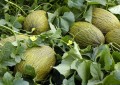 La Interprofesional denuncia la campaña de desprestigio que hay contra el melón y la sandía