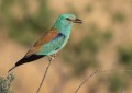 Daimiel: Exposición fotográfica “Aves del Parque Nacional de las Tablas de Daimiel y Entorno”