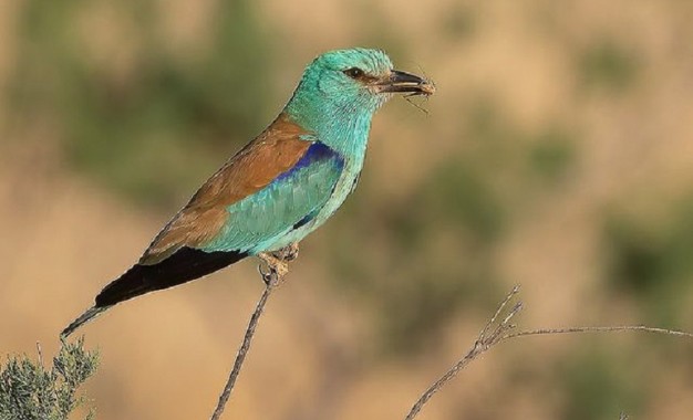 Daimiel: Exposición fotográfica “Aves del Parque Nacional de las Tablas de Daimiel y Entorno”