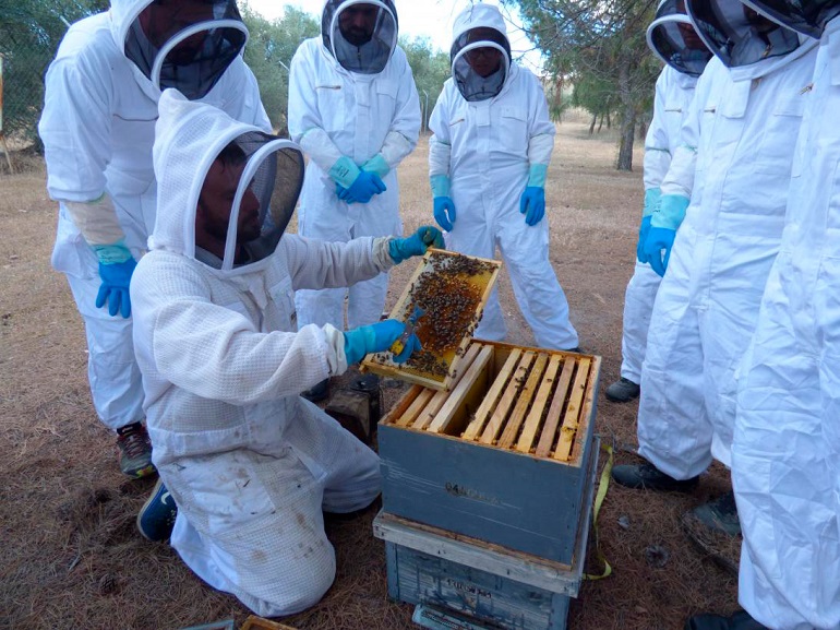 El Gobierno de Castilla-La Mancha abona ayudas por importe de más de 539.000 euros a 85 apicultores de la provincia de Ciudad Real