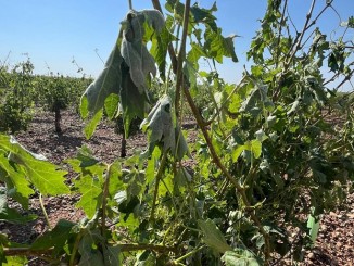 Se evalúan los daños que la tormenta de agua y granizo causó en la tarde de ayer en la provincia