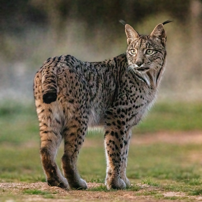 Lince Ibérico