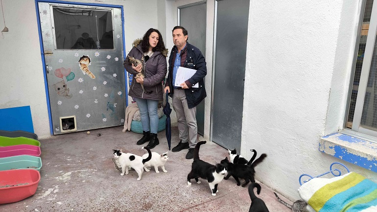 Ciudad Real refuerza su compromiso con el bienestar animal Gatómicas recibe un importante aumento en la subvención