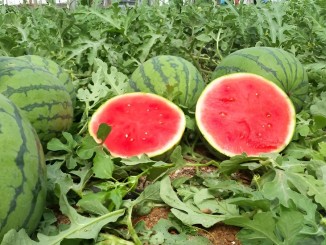ASAJA denuncia precios de ruina en el melón y la sandía Los agricultores venden a menos de la mitad de sus costes de producción