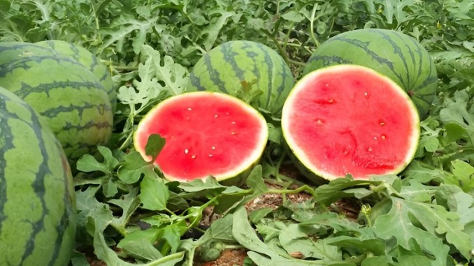 ASAJA denuncia precios de ruina en el melón y la sandía Los agricultores venden a menos de la mitad de sus costes de producción