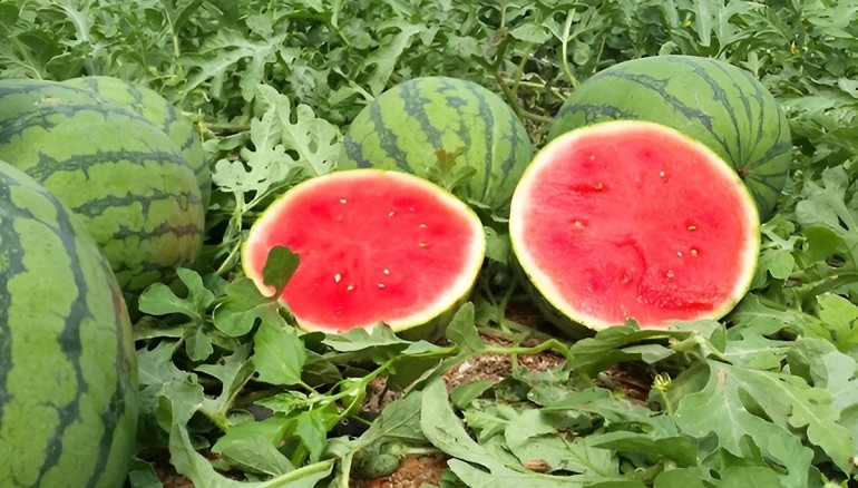ASAJA denuncia precios de ruina en el melón y la sandía Los agricultores venden a menos de la mitad de sus costes de producción