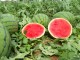 ASAJA denuncia precios de ruina en el melón y la sandía Los agricultores venden a menos de la mitad de sus costes de producción