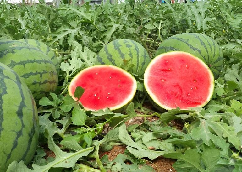 ASAJA denuncia precios de ruina en el melón y la sandía Los agricultores venden a menos de la mitad de sus costes de producción