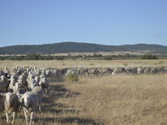 ASAJA Ciudad Real denuncia la inacción de la Junta ante la crisis de lengua azul que asfixia al sector ganadero