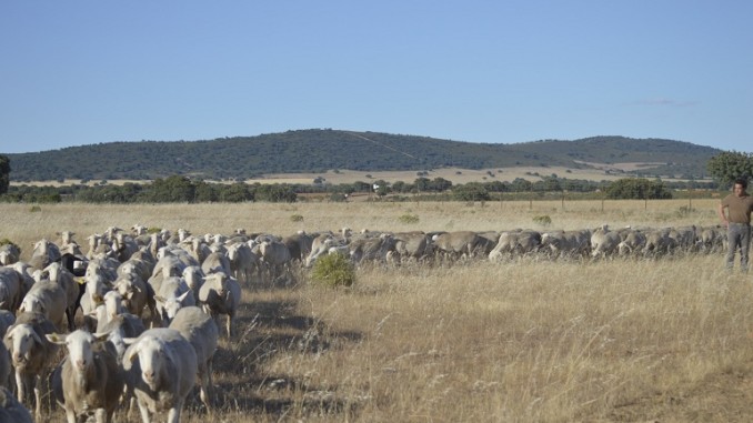 ASAJA Ciudad Real denuncia la inacción de la Junta ante la crisis de lengua azul que asfixia al sector ganadero