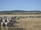 ASAJA Ciudad Real denuncia la inacción de la Junta ante la crisis de lengua azul que asfixia al sector ganadero