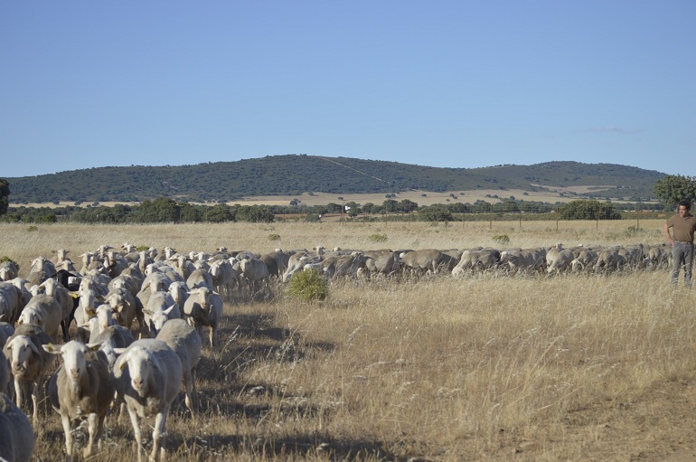 ASAJA Ciudad Real denuncia la inacción de la Junta ante la crisis de lengua azul que asfixia al sector ganadero