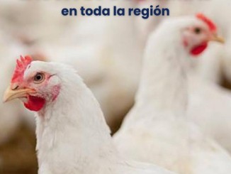 Castilla-La Mancha decreta el confinamiento total de las aves de corral para frenar la expansión de la influenza aviar