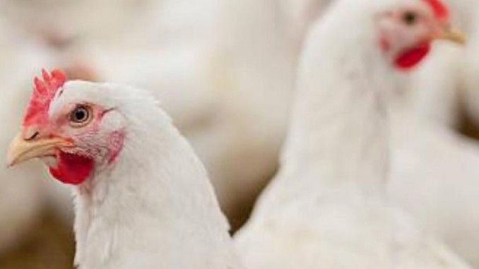 Castilla-La Mancha decreta el confinamiento total de las aves de corral para frenar la expansión de la influenza aviar