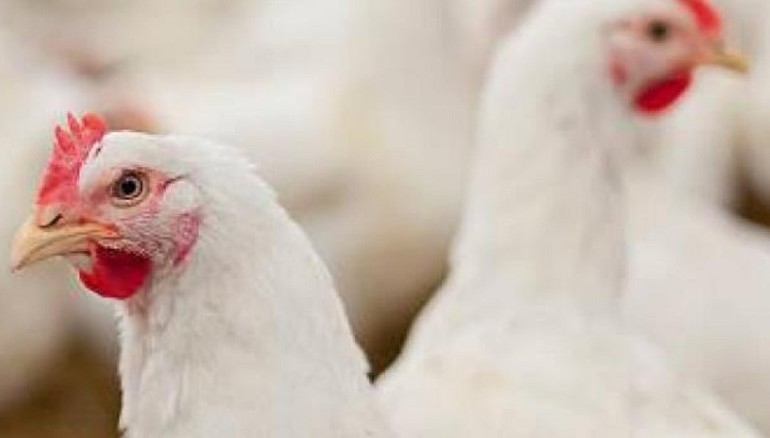 Castilla-La Mancha decreta el confinamiento total de las aves de corral para frenar la expansión de la influenza aviar