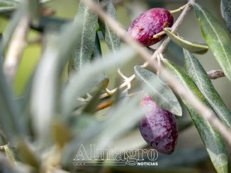 Intimidacion-en-el-campo-Los-agricultores-denuncian-un-despliegue-excesivo-en-inspecciones-laborales-durante-la-recoleccion-de-la-aceituna