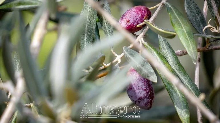 Intimidacion-en-el-campo-Los-agricultores-denuncian-un-despliegue-excesivo-en-inspecciones-laborales-durante-la-recoleccion-de-la-aceituna