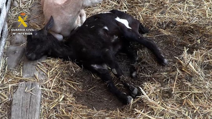 Carne clandestina, medicamentos ilegales y redes criminales el fraude ganadero bajo la lupa policial