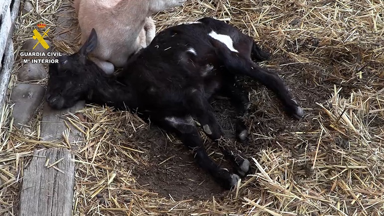 Carne clandestina, medicamentos ilegales y redes criminales el fraude ganadero bajo la lupa policial