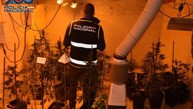 Desmantelada en Alcázar de San Juan una plantación de marihuana con 65 plantas y riesgo de incendio por enganche ilegal
