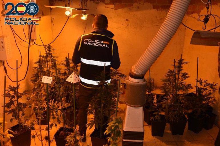 Desmantelada en Alcázar de San Juan una plantación de marihuana con 65 plantas y riesgo de incendio por enganche ilegal