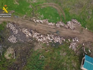 El SEPRONA encuentra restos de animales abandonados tras una cacería donde mataron casi el doble de lo autorizado