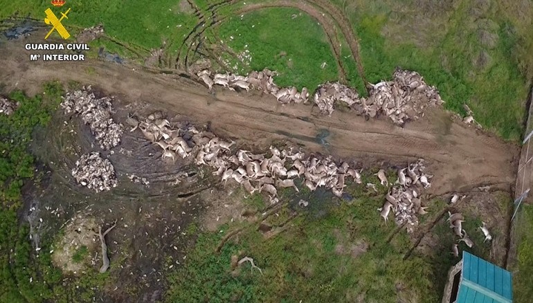 El SEPRONA encuentra restos de animales abandonados tras una cacería donde mataron casi el doble de lo autorizado