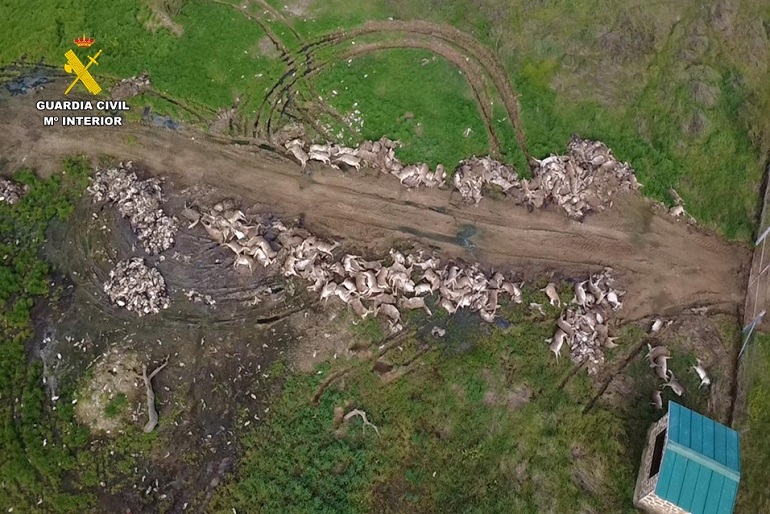 El SEPRONA encuentra restos de animales abandonados tras una cacería donde mataron casi el doble de lo autorizado