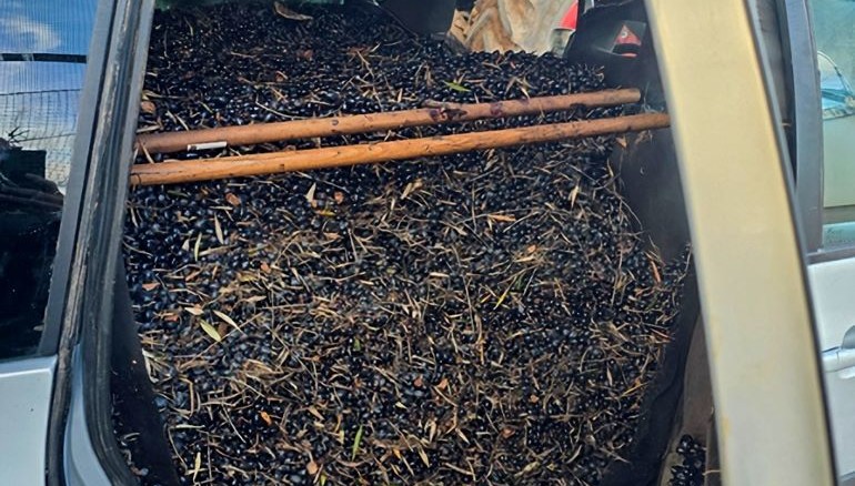 La Guardia Civil aprehende casi dos toneladas de aceituna presuntamente sustraída en Ciudad Real