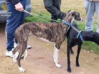 La Guardia Civil desarticula una red de caza furtiva con galgos y detiene a un peligroso integrante