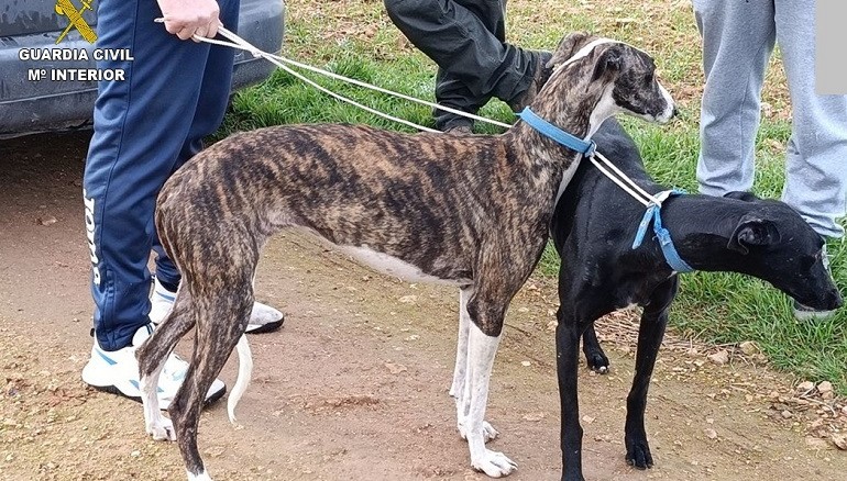 La Guardia Civil desarticula una red de caza furtiva con galgos y detiene a un peligroso integrante