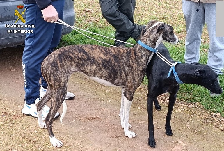 La Guardia Civil desarticula una red de caza furtiva con galgos y detiene a un peligroso integrante