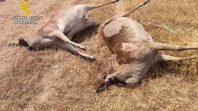 La Guardia Civil detiene a los presuntos autores de la muerte de dos ciervos sementales valorados en un cuarto de millón de euros