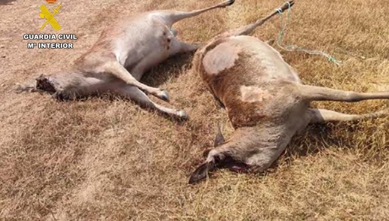 La Guardia Civil detiene a los presuntos autores de la muerte de dos ciervos sementales valorados en un cuarto de millón de euros