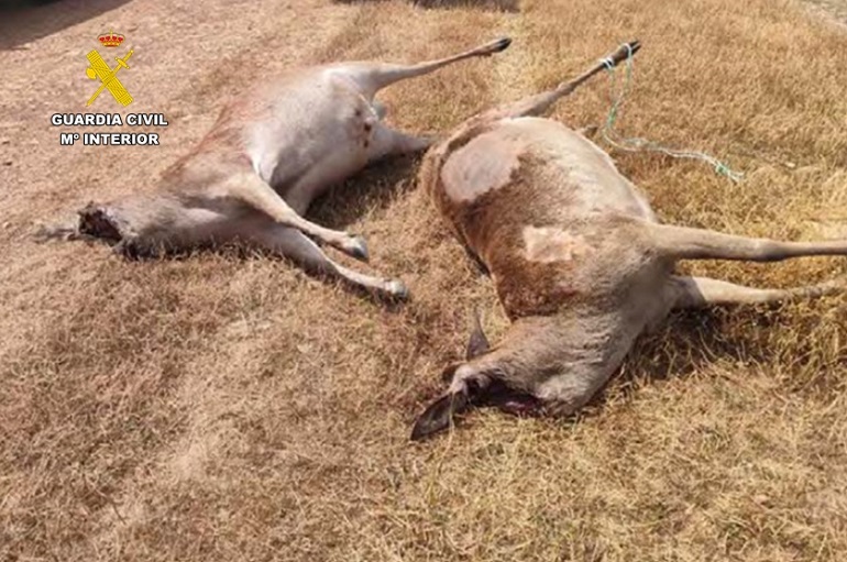 La Guardia Civil detiene a los presuntos autores de la muerte de dos ciervos sementales valorados en un cuarto de millón de euros