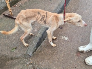 Fotografía: Huellas Puertollano