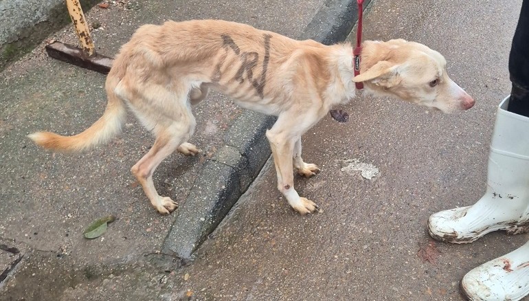 Fotografía: Huellas Puertollano