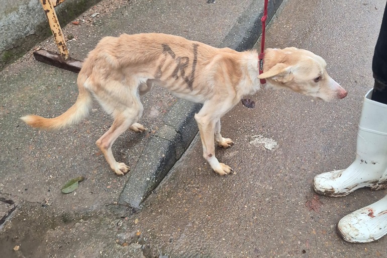 Fotografía: Huellas Puertollano