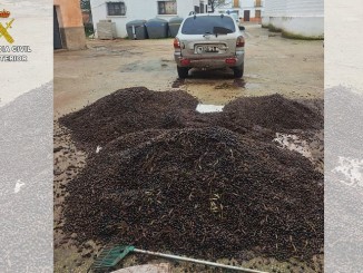 La Guardia Civil desarticula una banda que saqueaba olivares en Ciudad Real