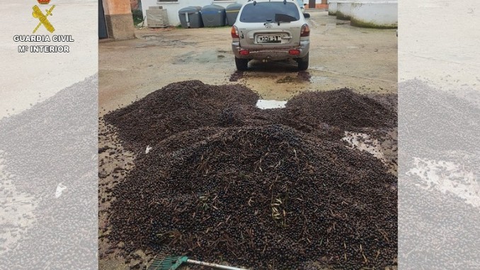La Guardia Civil desarticula una banda que saqueaba olivares en Ciudad Real