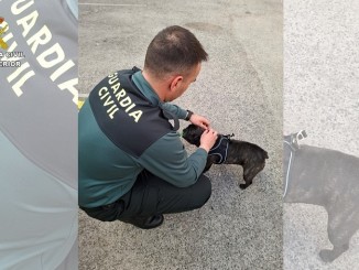 Vendían perros enfermos con cartillas sanitarias falsas el SEPRONA destapa esta estafa en Ciudad Real