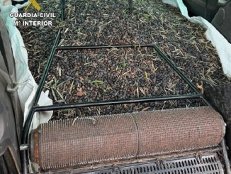 La red del oro verde dos detenidos por traficar con 131.000 kilos de aceituna robada