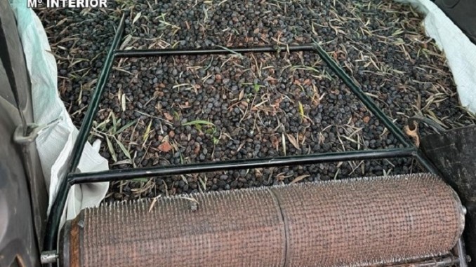 La red del oro verde dos detenidos por traficar con 131.000 kilos de aceituna robada